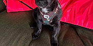 Brutus participe au concours pour gagner de l'argent avec cette photo : adorable, animal, black_dog, companion, couch, cute, dog, domestic_animal, fur, green_couch, harness, home, indoor, looking_up, pet, puppy, red_jacket, sitting, small_dog, young_dog
