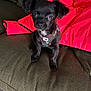 puppy, dog, black_dog, small_dog, couch, indoor, pet, animal, harness, green_couch, red_jacket, cute, adorable, sitting, looking_up, fur, young_dog, companion, domestic_animal, home