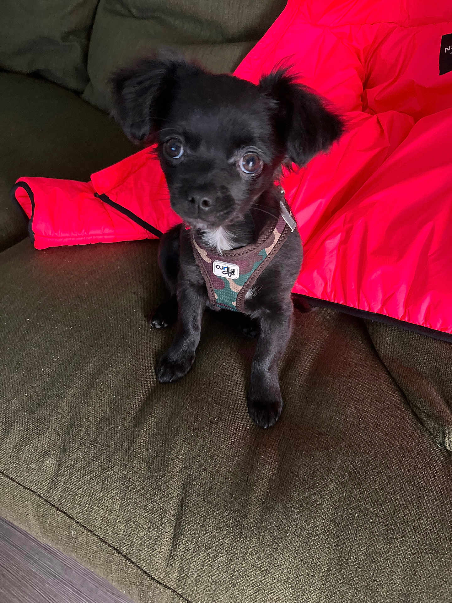 Brutus participe au concours pour gagner de l'argent avec cette photo : puppy, dog, black_dog, small_dog, couch, indoor, pet, animal, harness, green_couch, red_jacket, cute, adorable, sitting, looking_up, fur, young_dog, companion, domestic_animal, home