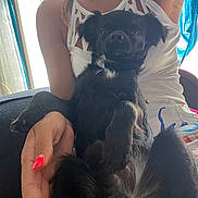 Brutus participe au concours pour gagner de l'argent avec cette photo : animal, black_dog, calm, colorful_pattern, companion, couch, dog, fur, hand, indoor, lap, nails, natural_light, person, pet, red_nails, relaxed, seated, white_dress, window