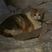 Daisy joined the competition — help win amazing prizes! animal, bed, blanket, calico, cat, companion, cozy, cute, domestic, eyes, fur, furniture, indoor, looking, mammal, pet, relaxed, resting, sleepy, soft