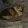 animal, bed, blanket, calico, cat, companion, cozy, cute, domestic, eyes, fur, furniture, indoor, looking, mammal, pet, relaxed, resting, sleepy, soft