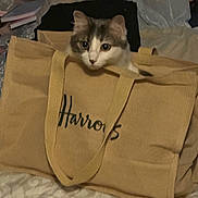 Sasha is registered to the contest to win money with this photo: animal, bed, cat, close_up, comfort, cozy, curious, cute, domestic, fabric, feline, harrods, head, household, indoor, peeking, pet, resting, soft_lighting, tote_bag