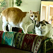 Tigger And Sasha joined the competition — help win amazing prizes! animal, cat, collar, couch, curious, decor, domestic, ears, eyes, feline, furniture, home, indoor, patterned_fabric, pet, sitting, standing, two_cats, white_and_gray_cat, white_and_orange_cat