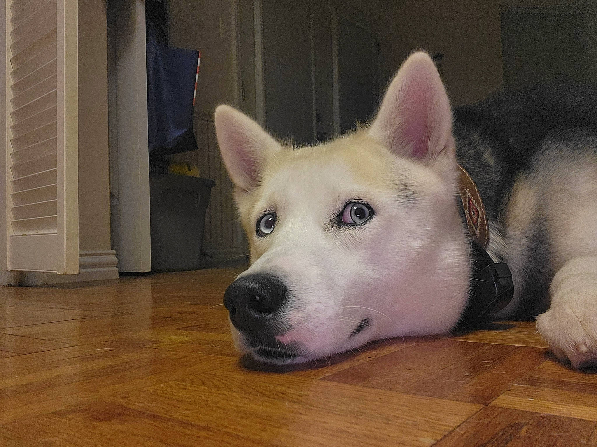 Wylie Kane is registered to the contest to win money with this photo: canidae, carnivore, companion_dog, dog, dog_breed, fawn, flooring, fur, hardwood, laminate_flooring, plank, snout, sporting_group, terrestrial_animal, varnish, whiskers, wood, wood_flooring, wood_stain, working_animal