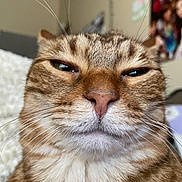 Toby joined the competition — help win amazing prizes! cat, tabby, close_up, whiskers, fur, indoor, pet, animal, face, expression, muzzle, nose, eyes, brown, white, cute, relaxed, domestic_cat, feline, portrait