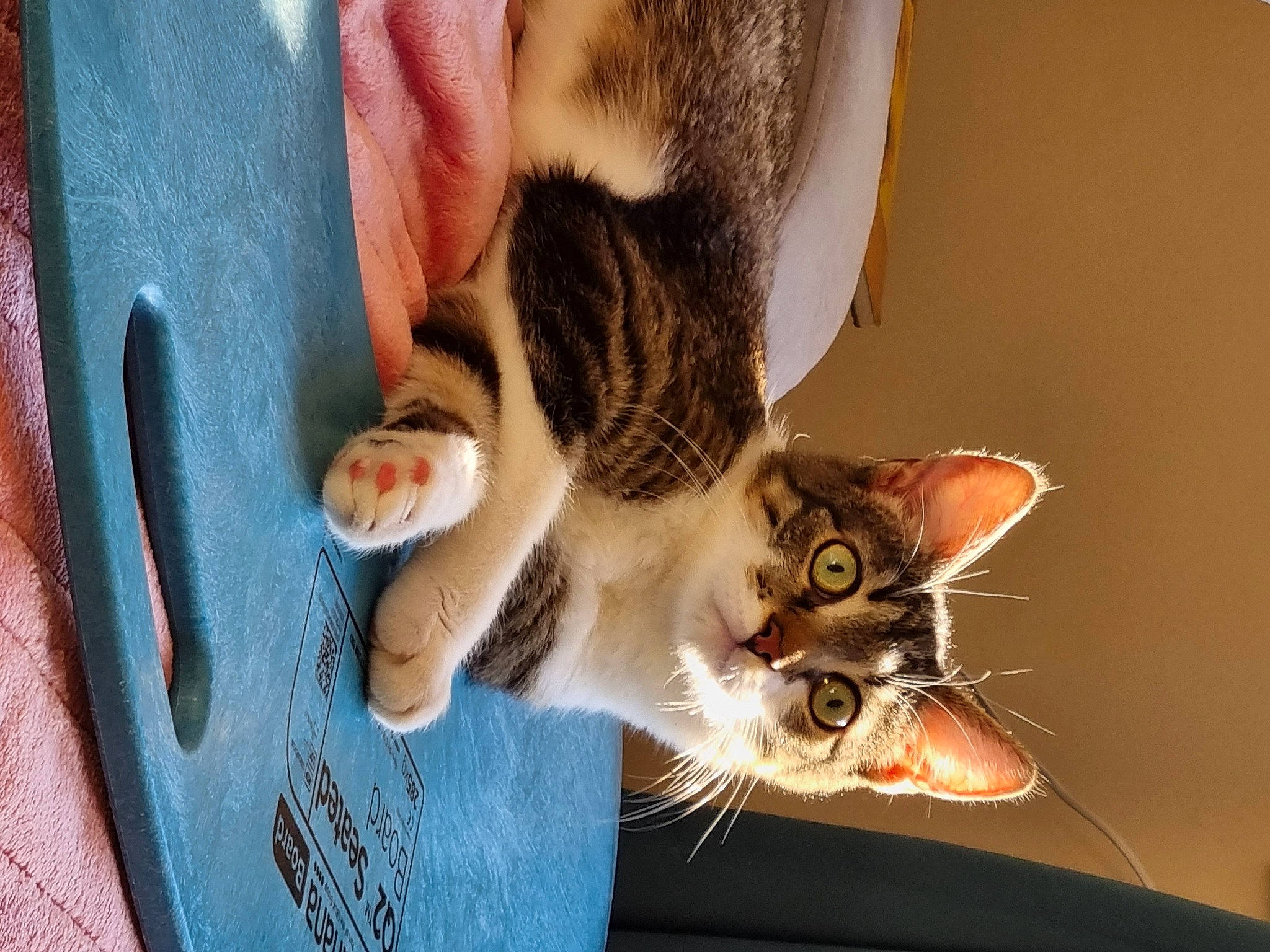 Louie joined the competition — help win amazing prizes! canidae, carnivore, cat, claw, comfort, domestic_short_haired_cat, ear, fawn, felidae, fur, gesture, paw, plant, small_to_medium_sized_cats, snout, tail, whiskers