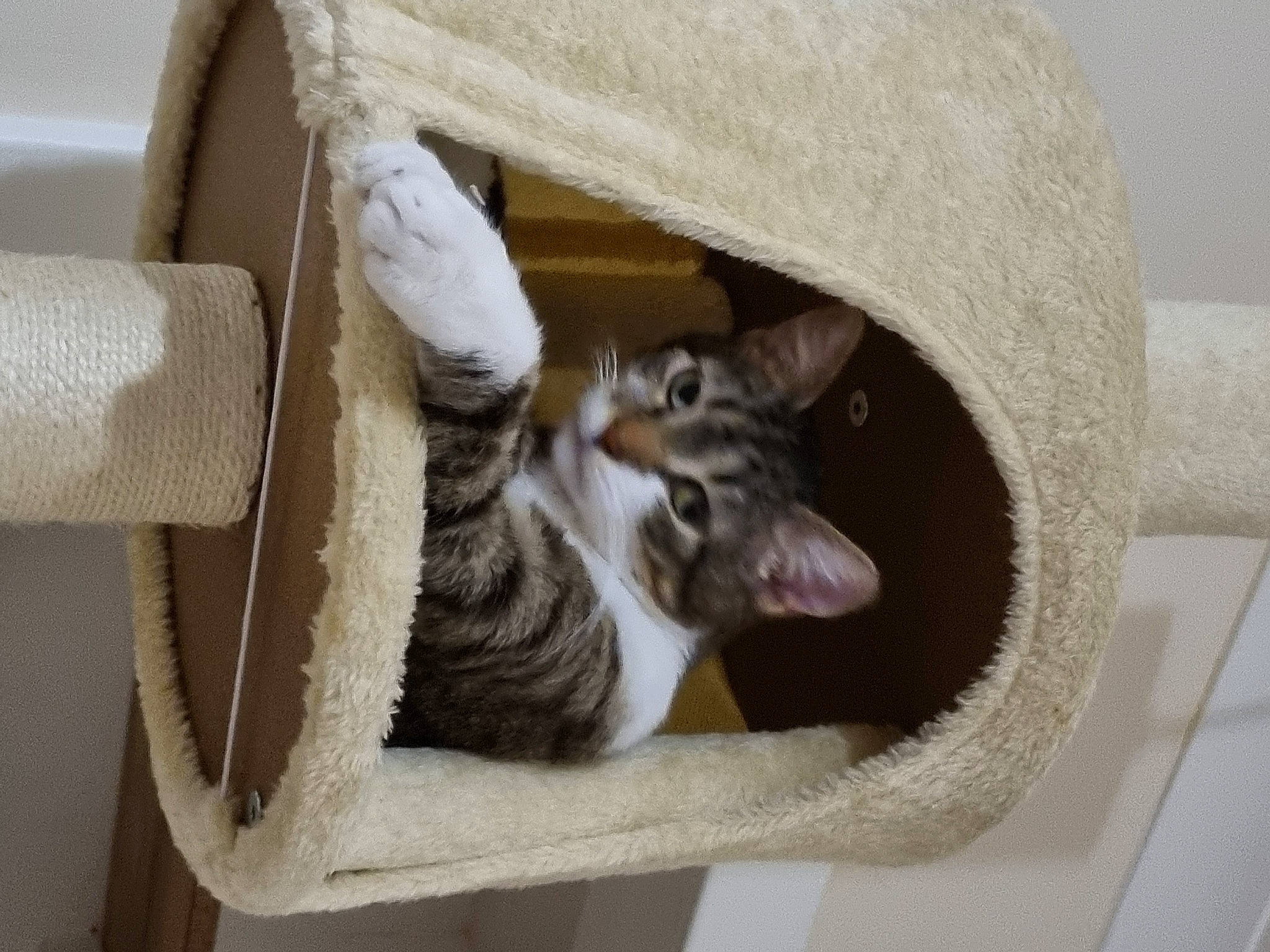 Louie is registered to the contest to win money with this photo: animal_shelter, carnivore, cat, cat_furniture, cat_supply, domestic_short_haired_cat, fawn, felidae, fur, hardwood, pet_supply, room, small_to_medium_sized_cats, snout, tail, whiskers, wood