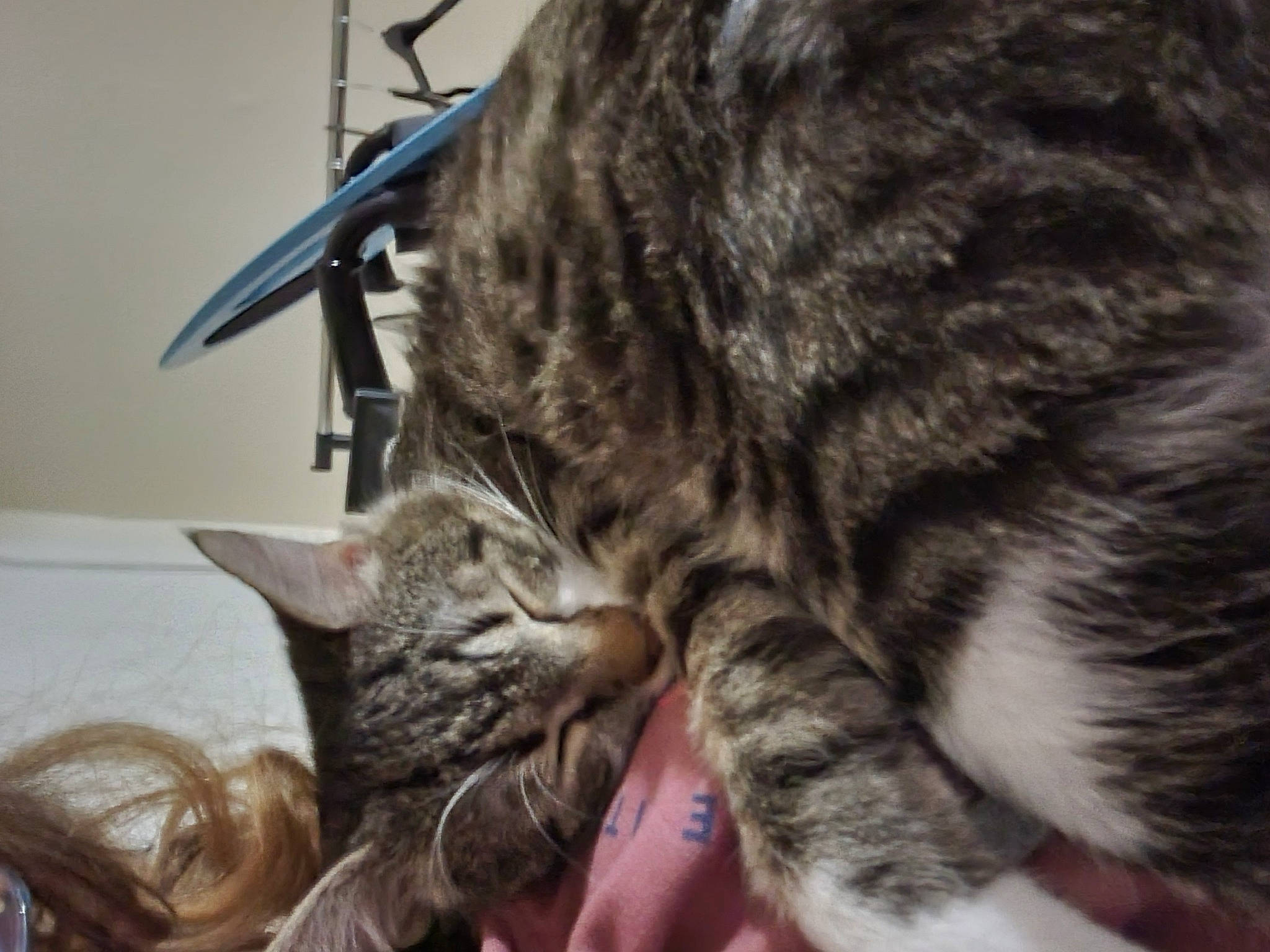 Louie joined the competition — help win amazing prizes! carnivore, cat, claw, comfort, domestic_short_haired_cat, ear, felidae, fur, nap, paw, small_to_medium_sized_cats, terrestrial_animal, whiskers