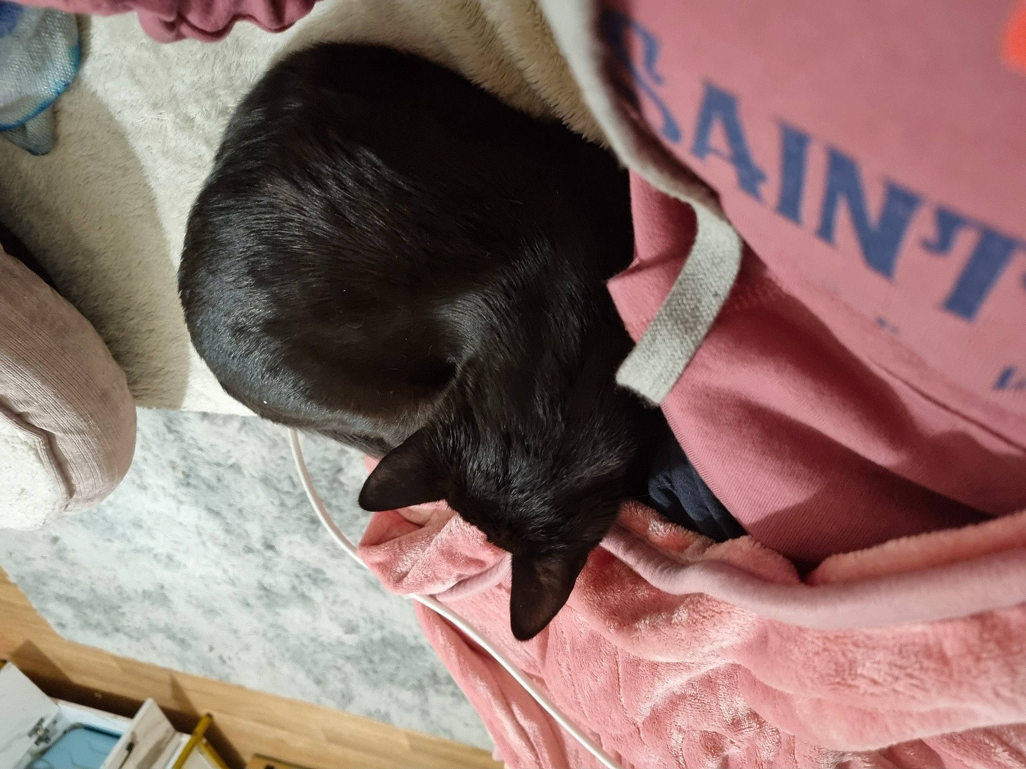 Stella joined the competition — help win amazing prizes! bombay, canidae, carmine, carnivore, cat, claw, comfort, companion_dog, dog, dog_breed, felidae, fur, linens, magenta, small_to_medium_sized_cats, snout, sporting_group, tail, whiskers, working_animal