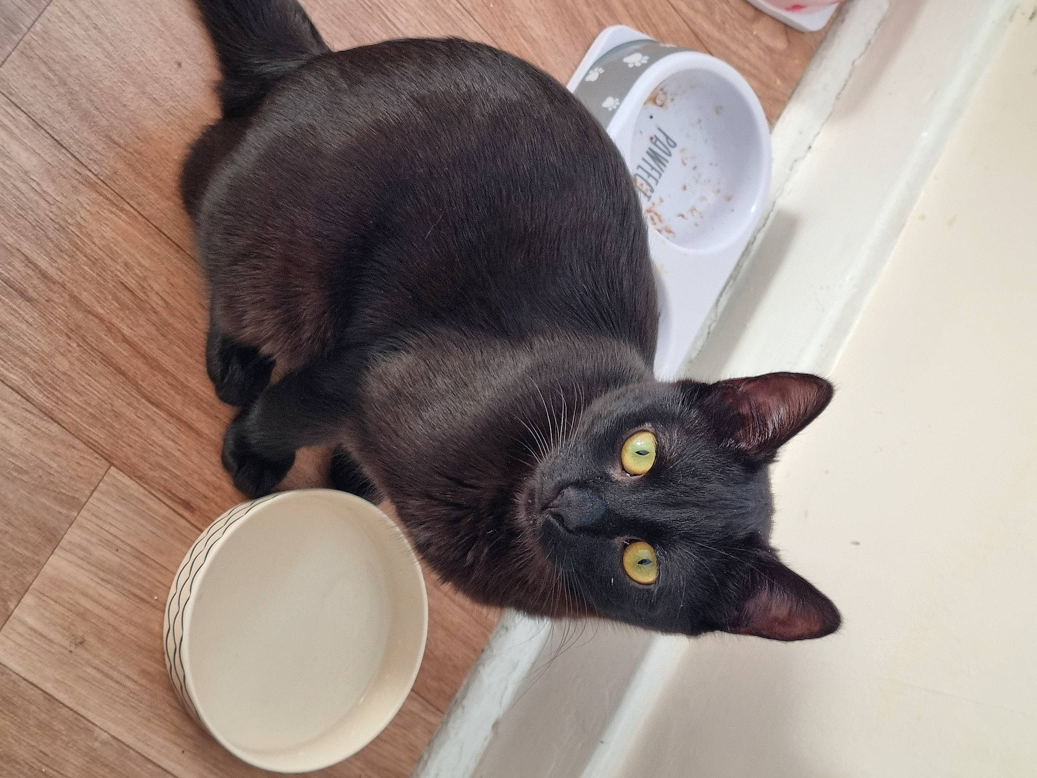 Stella is registered to the contest to win money with this photo: black_cat, bombay, carnivore, cat, cat_supply, comfort, dishware, domestic_short_haired_cat, ear, felidae, fur, paw, pet_supply, plant, serveware, small_to_medium_sized_cats, snout, tableware, tail, whiskers