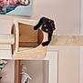 Stella is registered to the contest to win money with this photo: art, comfort, couch, door, felidae, hardwood, home_door, house, interior_design, pet_supply, plywood, rectangle, room, sculpture, shelf, shelving, textile, wall, wood, wood_stain