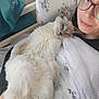 cat, person, glasses, bed, bedding, fluffy_cat, relaxed, indoor, sleepy, comfort, resting, white_cat, striped_pillowcase, floral_pattern, human, close_up, pet, cute, nap, cozy