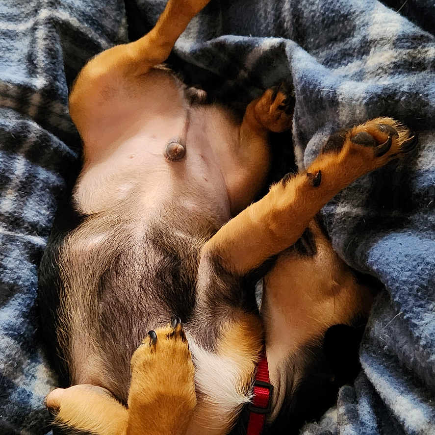 Rascal