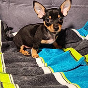 Rascal is registered to the contest to win money with this photo: dog, puppy, small_dog, chihuahua, sitting, indoors, couch, blanket, colorful_blanket, black_and_tan, large_ears, pointy_ears, short_hair, brown_eyes, pet, animal, portrait, front_view, cozy, home