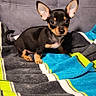 dog, puppy, small_dog, chihuahua, sitting, indoors, couch, blanket, colorful_blanket, black_and_tan, large_ears, pointy_ears, short_hair, brown_eyes, pet, animal, portrait, front_view, cozy, home