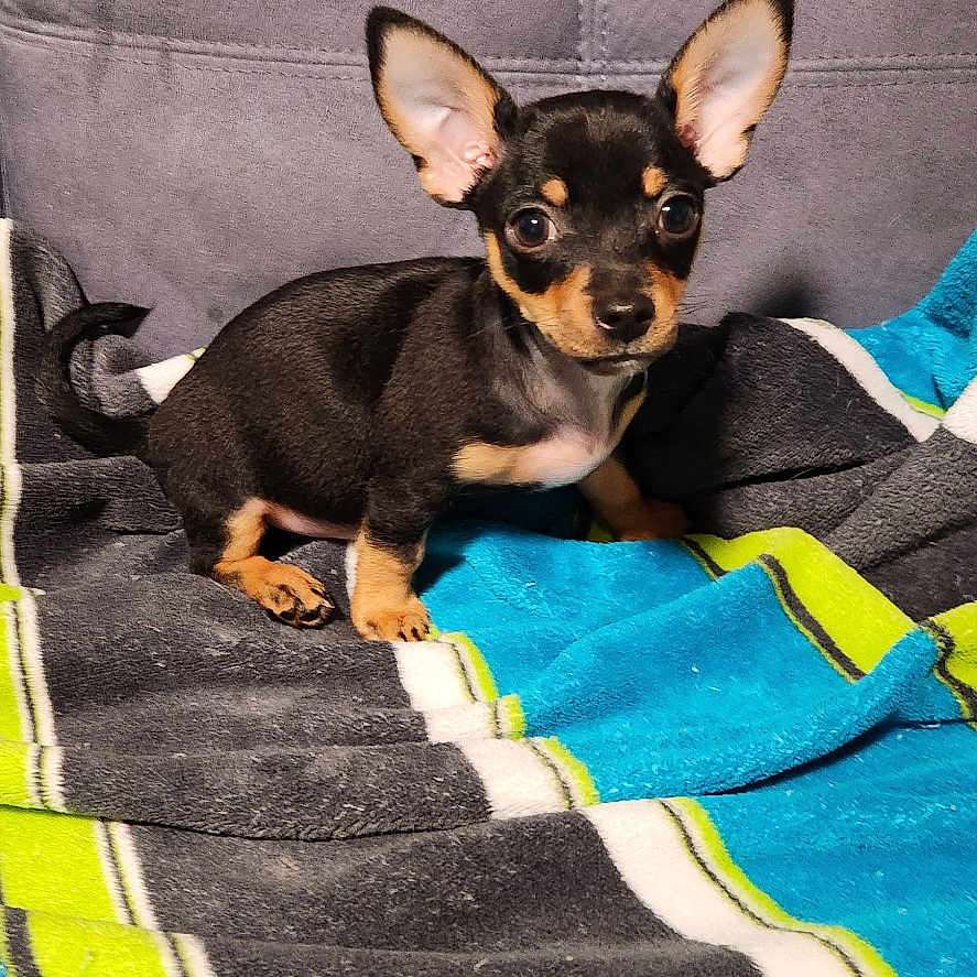 Rascal