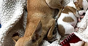 Sugar is registered to the contest to win money with this photo: puppies, dogs, newborn, sleeping, curled_up, blanket, fluffy, brown, white, small, adorable, pets, animal, cozy, snuggling, toy, indoors, portrait, resting, cute