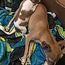 Sugar is registered to the contest to win money with this photo: puppies, dogs, sleeping, cuddling, blanket, cardboard_box, brown_dog, white_dog, tan_fur, small_dog, large_dog, cozy, indoors, resting, animal, pet, adorable, snuggling, portrait, close_up