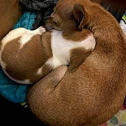 Sugar is registered to the contest to win money with this photo: