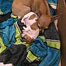 Sugar joined the competition — help win amazing prizes! dog, puppy, chihuahua, sleeping, lying_down, cuddling, small_dog, brown_dog, spotted_dog, newborn_puppy, animal, pet, fur, ears, blanket, fleece, cozy, indoors, nap, cute