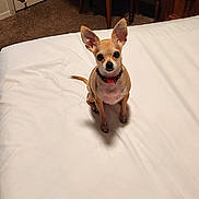 Cloey joined the competition — help win amazing prizes! dog, chihuahua, small_dog, pet, animal, sitting, upright_ears, pointy_ears, collar, indoors, bedroom, bed, white_bedding, furniture, dresser, table, chair, laundry, carpet, portrait
