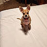 dog, chihuahua, small_dog, pet, animal, sitting, upright_ears, pointy_ears, collar, indoors, bedroom, bed, white_bedding, furniture, dresser, table, chair, laundry, carpet, portrait