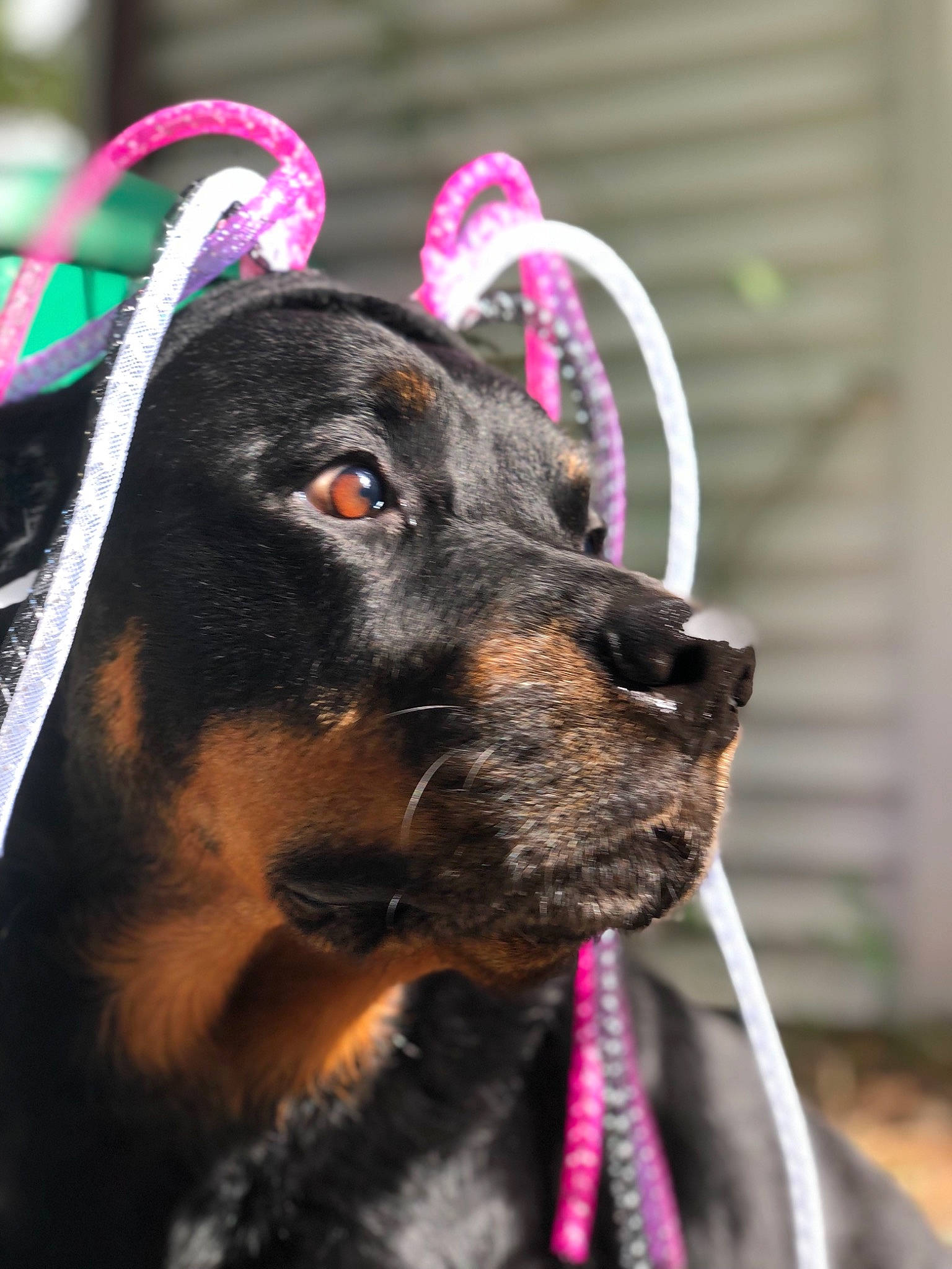 Amara is registered to the contest to win money with this photo: beauceron, black_and_tan_coonhound, canidae, carnivore, collar, dog, dog_breed, dog_collar, ear, guard_dog, hunting_dog, rare_breed_dog, rottweiler, snout, sporting_group