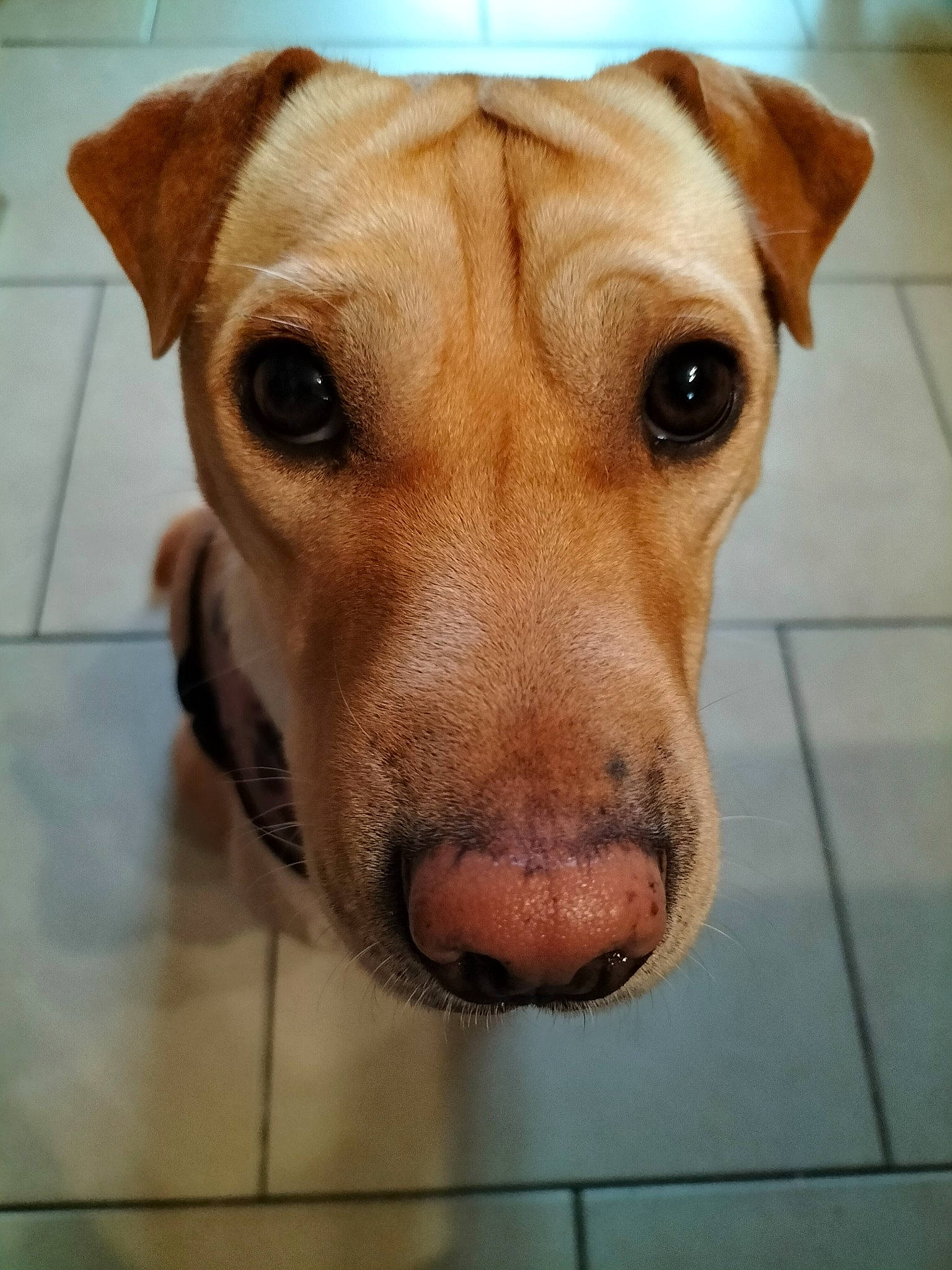 Dixie participe au concours pour gagner de l'argent avec cette photo : canidae, carnivore, collar, companion_dog, dog, dog_bed, dog_breed, dog_collar, dog_supply, ear, fawn, flooring, fur, liver, pet_supply, snout, sporting_group, tile_flooring, whiskers, working_animal