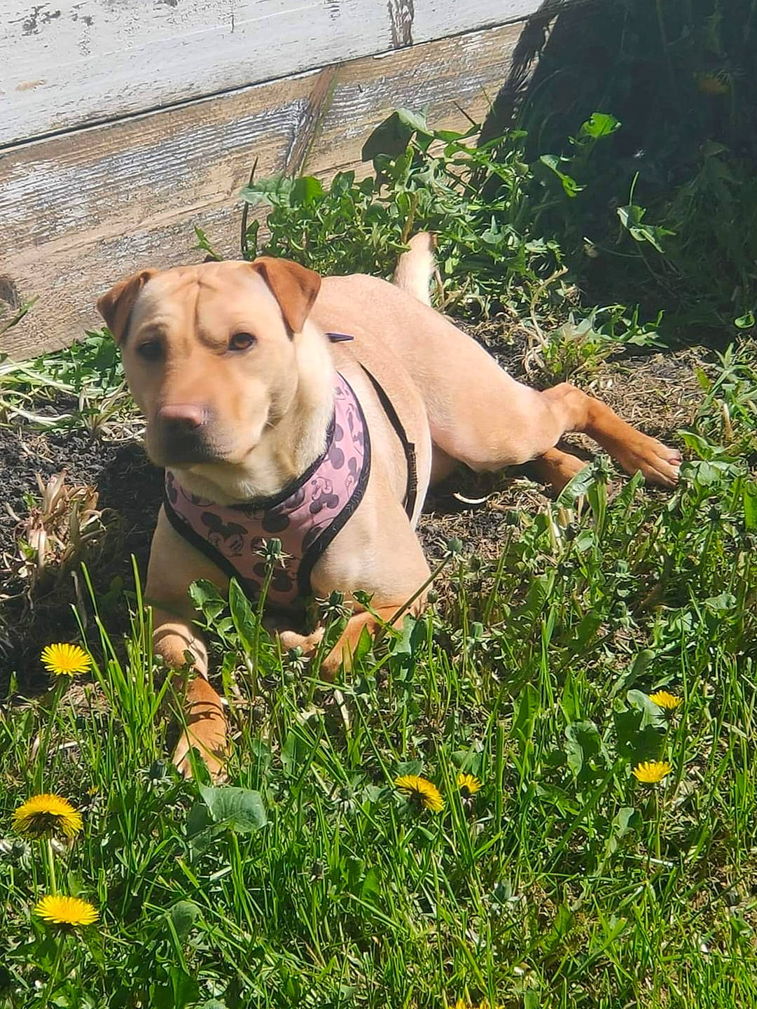 Dixie a rejoint le concours — aidez-le/la à gagner de superbes lots ! ball, carnivore, collar, companion_dog, dog, dog_breed, dog_collar, dog_supply, fawn, flower, grass, grassland, herbaceous_plant, lawn, leash, people_in_nature, plant, retriever, tail, working_animal