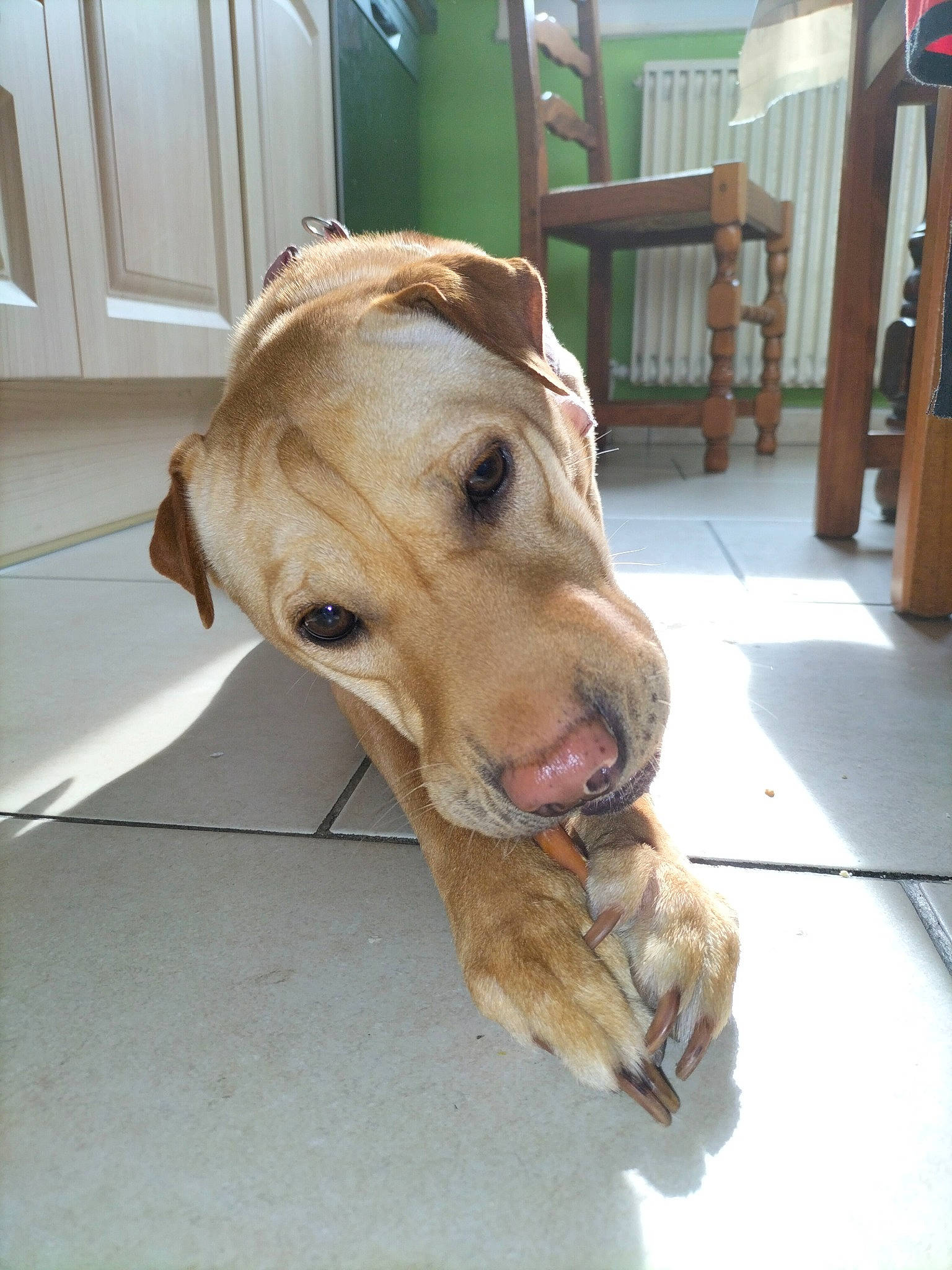 Dixie participe au concours pour gagner de l'argent avec cette photo : canidae, carnivore, collar, companion_dog, dog, dog_breed, dog_collar, dog_supply, fawn, flooring, fur, hardwood, pet_supply, snout, sporting_group, street_dog, terrestrial_animal, whiskers, wood, working_animal