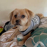 Versace is registered to the contest to win money with this photo: dog, small_dog, pet, bed, bedding, pillow, shirt, light_brown_fur, indoor, curious, looking_at_camera, resting, cute, animal, domestic_animal, furry, companion, cozy, home, sleep_area