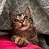 animal, bed, blanket, cat, closeup, cozy, curious, cute, expression, eyes, feline, fur, indoor, paw, pet, pink, quilt, resting, tabby, whiskers