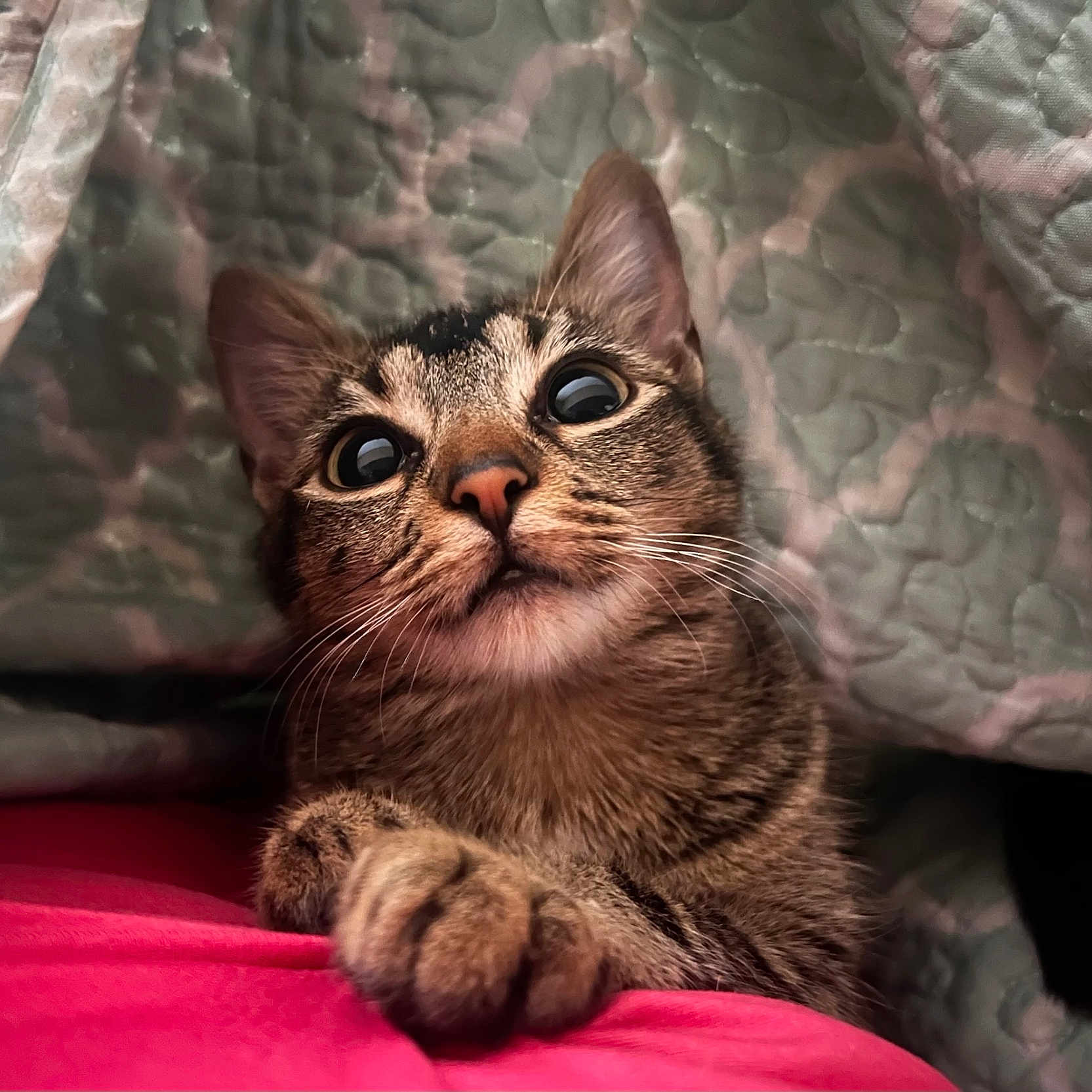 Tater