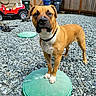 animal, backyard, brown_dog, collar, dog, fence, garden_tools, gravel, green_platform, leash_tag, outdoor, pet, playful, red_jeep, residential, standing, sunlight, toy, white_paws, wooden_fence