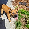 Tank joined the competition — help win amazing prizes! dog, brown_dog, outdoor, sunlight, grass, mulch, sidewalk, happy, pet, canine, tongue_out, shadow, nature, animal, daylight, playful, ears_up, looking_up, muzzle, four_legs