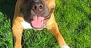 Tank joined the competition — help win amazing prizes! dog, grass, sunlight, outdoor, pet, canine, happy, playful, tongue_out, brown_dog, white_paws, tail_up, animal, nature, summer, cute, friendly, lying_down, daytime, smiling
