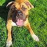 animal, brown_dog, canine, cute, daytime, dog, friendly, grass, happy, lying_down, nature, outdoor, pet, playful, smiling, summer, sunlight, tail_up, tongue_out, white_paws