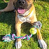 Tank joined the competition — help win amazing prizes! dog, grass, toy, tennis_ball, rope_toy, outdoor, pet, animal, playful, sunlight, happy, tongue_out, collar, brown_dog, white_paws, smiling, summer, nature, canine, cheerful