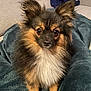 dog, pet, fluffy, small_dog, indoors, blanket, couch, fur, ears, cute, animal, domestic_animal, companion, sitting, brown_fur, black_fur, white_fur, face, eyes, cozy