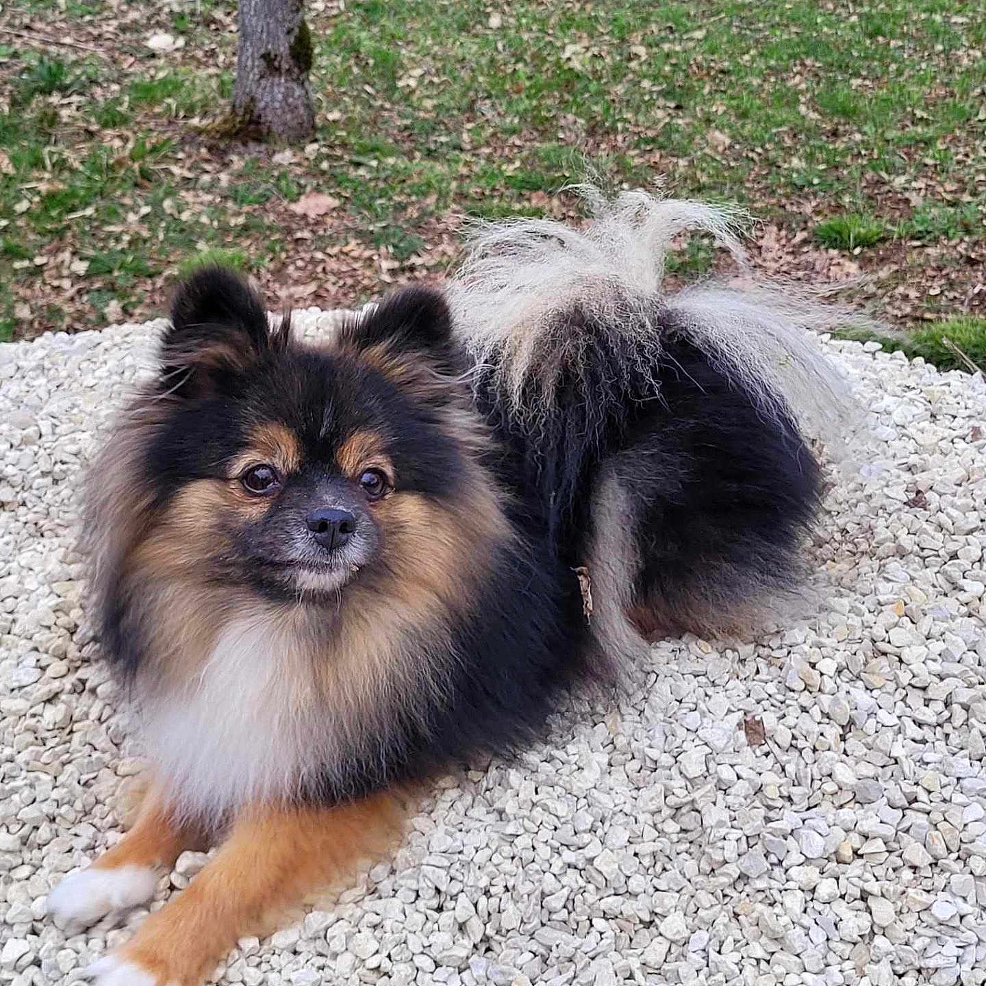 Tacia a rejoint le concours — aidez-le/la à gagner de superbes lots ! animal, black, brown, cute, dog, ears, face, fluffy, fur, grass, nature, outdoor, pet, portrait, relaxed, sitting, stones, tail, trees, white