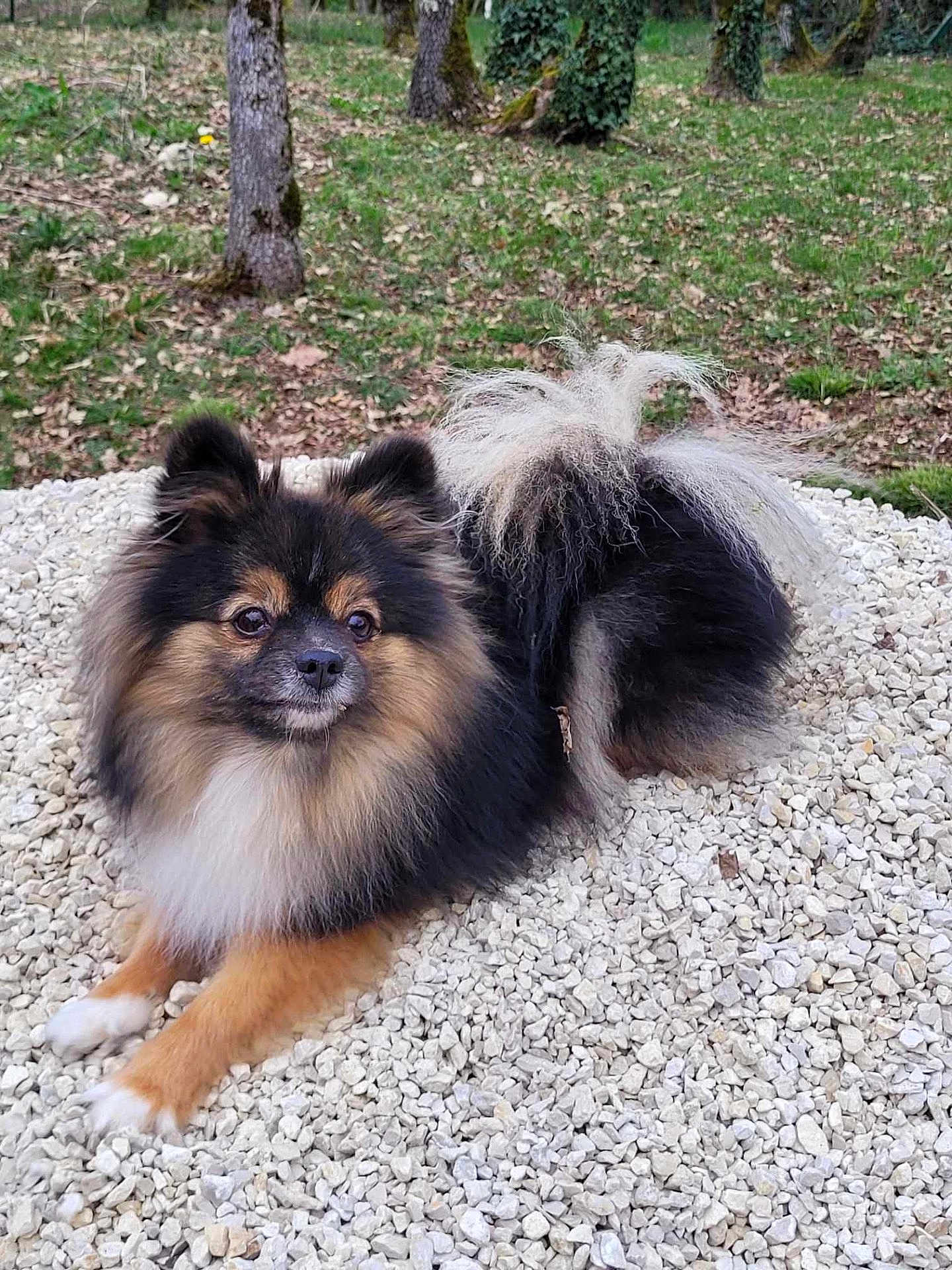 Tacia a rejoint le concours — aidez-le/la à gagner de superbes lots ! dog, fluffy, sitting, outdoor, nature, trees, grass, stones, pet, animal, cute, portrait, fur, brown, black, white, tail, ears, face, relaxed