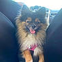 Tacia a rejoint le concours — aidez-le/la à gagner de superbes lots ! dog, pomeranian, car_interior, seat, happy, tongue_out, fur, pet, animal, transportation, black_fur, brown_fur, white_fur, pink_harness, front_seat, smiling, cute, fluffy, domestic_animal, travel