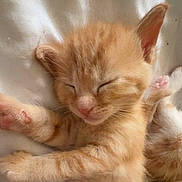 Fox participe au concours pour gagner de l'argent avec cette photo : adorable, animal, cat, closed_eyes, cozy, cute, fur, indoor, kitten, orange_tabby, paw, peaceful, pet, relaxed, resting, sleeping, small, soft, whiskers, young