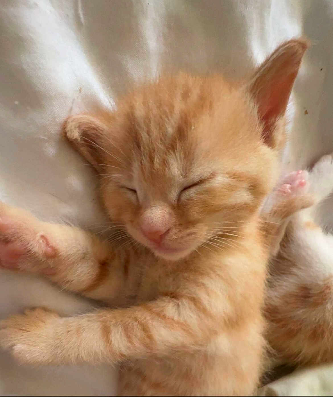 Fox participe au concours pour gagner de l'argent avec cette photo : adorable, animal, cat, closed_eyes, cozy, cute, fur, indoor, kitten, orange_tabby, paw, peaceful, pet, relaxed, resting, sleeping, small, soft, whiskers, young