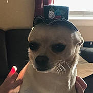Chester joined the competition — help win amazing prizes! dog, small_dog, chihuahua, hat, top_hat, indoor, person, hand, pet, animal, cute, portrait, furniture, window, curtain, light, cozy, domestic, companion, whiskers