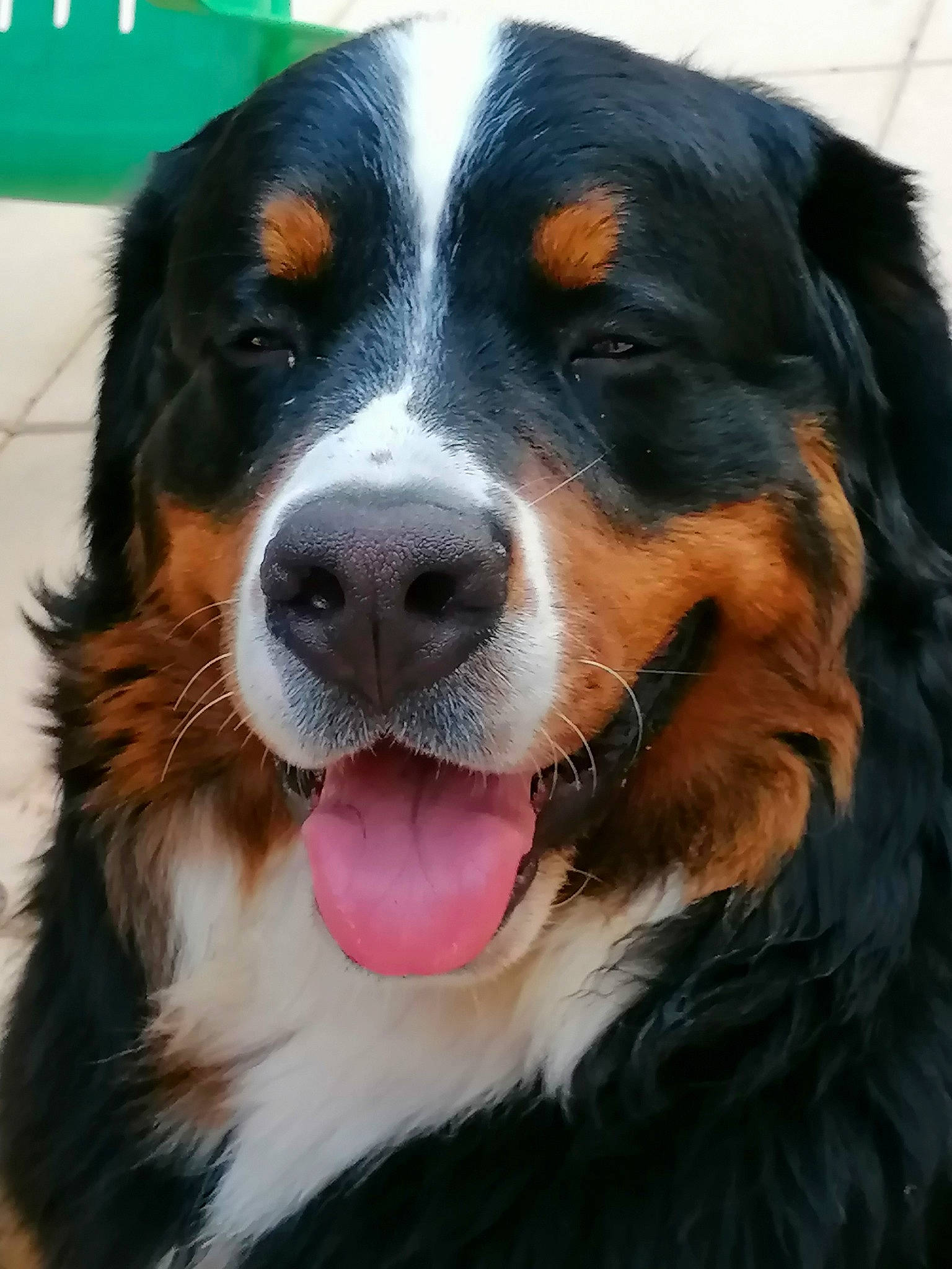 Rio participe au concours pour gagner de l'argent avec cette photo : bernese_mountain_dog, carnivore, companion_dog, dog, dog_breed, fur, giant_dog_breed, snout, sporting_group, terrestrial_animal, whiskers, working_dog