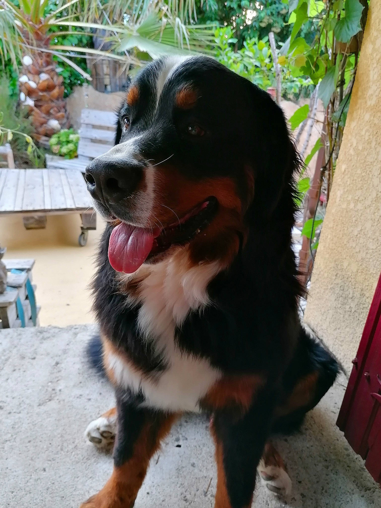 Rio a rejoint le concours — aidez-le/la à gagner de superbes lots ! bernese_mountain_dog, biting, canidae, carnivore, collar, companion_dog, dog, dog_breed, door, flowerpot, fur, giant_dog_breed, houseplant, plant, snout, sporting_group, terrestrial_animal, whiskers, working_animal, working_dog