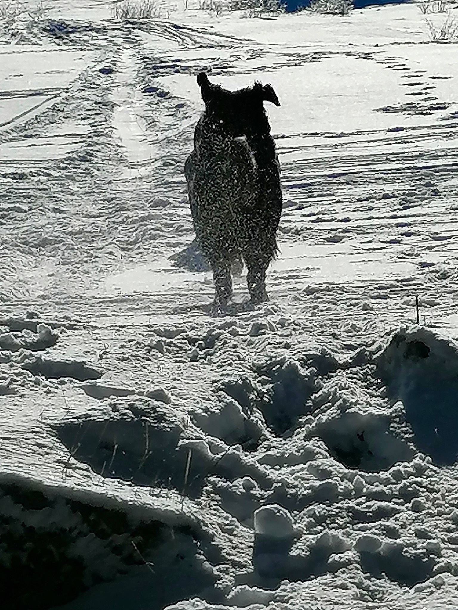 Rio participe au concours pour gagner de l'argent avec cette photo : black_and_white, carnivore, dog, dog_breed, freezing, landscape, monochrome, monochrome_photography, ocean, people_in_nature, recreation, rock, shadow, snow, soil, sporting_group, water, wind_wave, winter, working_animal