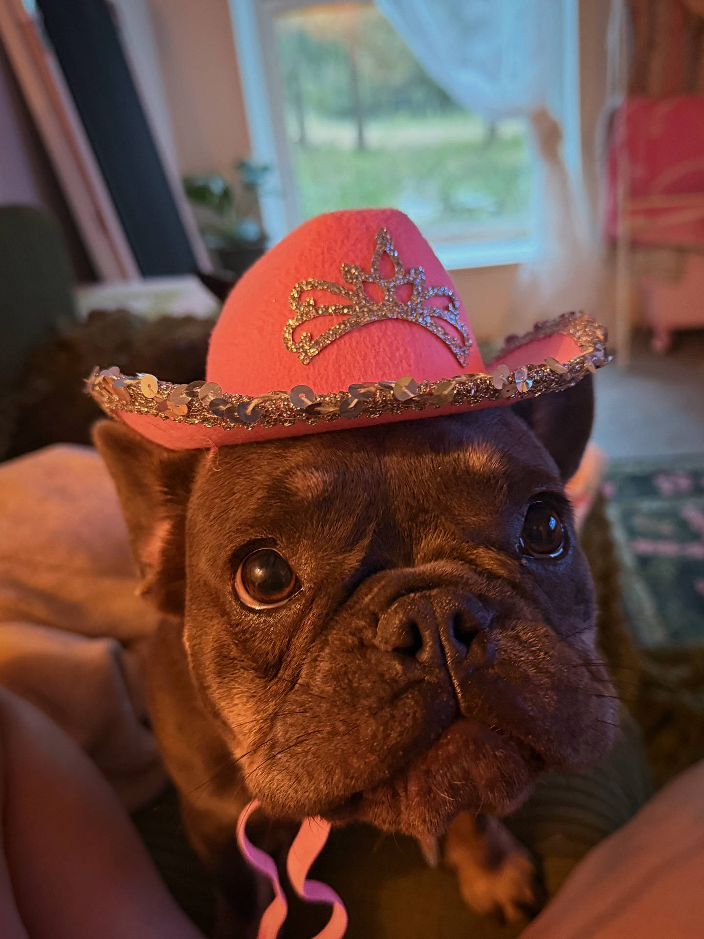 Madeleine joined the competition — help win amazing prizes! animal, close_up, cowboy_hat, cozy, curtain, cute, decorative, dog, ears, face, french_bulldog, furniture, hat, indoor, looking_up, pet, pink, portrait, sequins, window